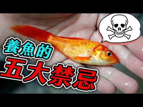 垃圾魚怎麼養|養魚新手入門：12個教學讓你養魚一次上手（新手必讀）